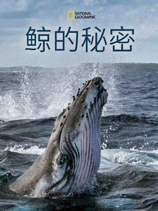 鲸的秘密
